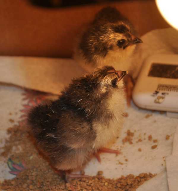 10901_ameracauna_chicks.jpg