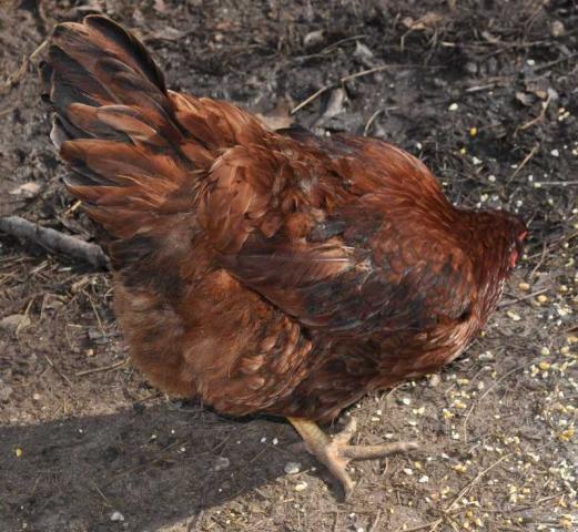 10901_blackinwing.jpg