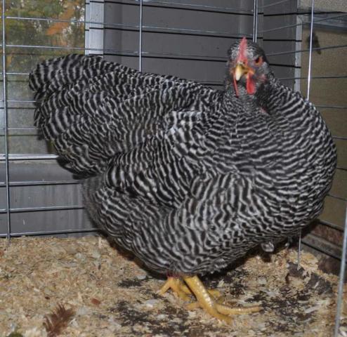 10901_br_hen.jpg