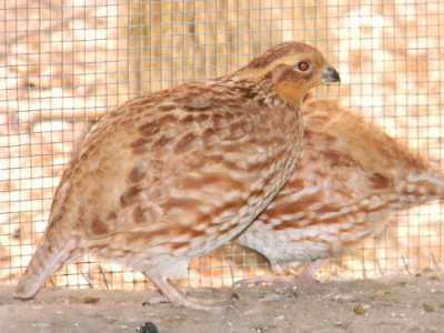 10901_cinnamon_bob_female_1.jpg