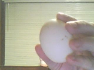 10901_egg.jpg