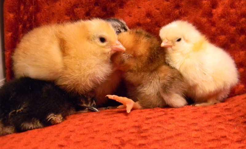 10901_fivesleepyfuzzybutts.jpg