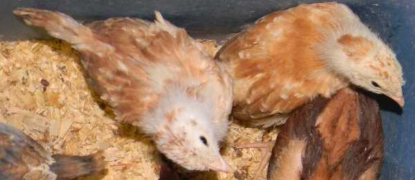 10901_illiaspullets.jpg