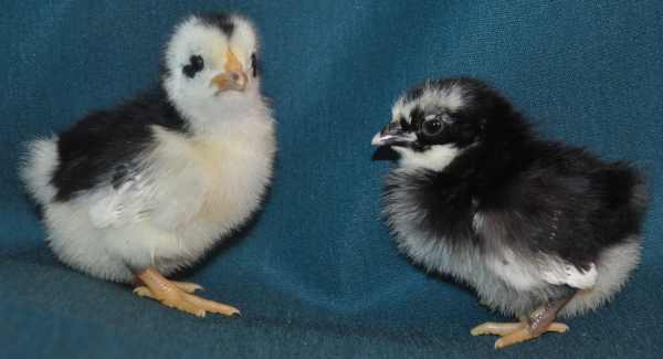 10901_japanese_chicks.jpg