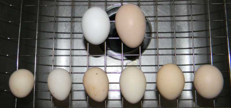 10901_japanese_eggs.jpg