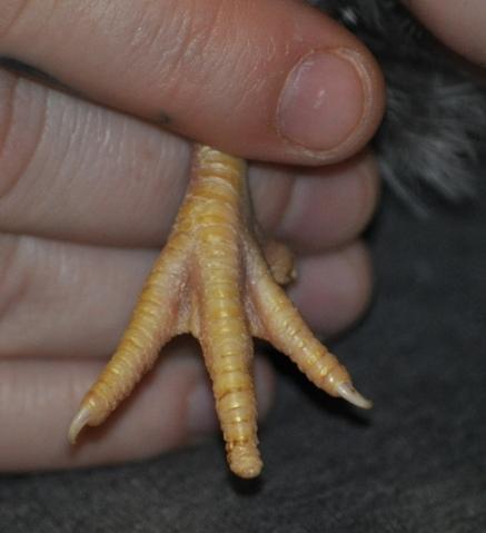 10901_missing_toenail.jpg