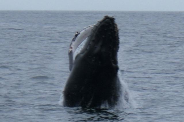 10901_whale.jpg