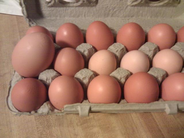 109143_big_egg.jpg