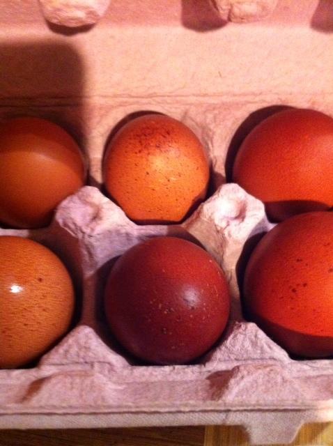 109179_eggs.jpg