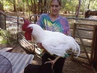 109359_haggard_the_chicken.jpg