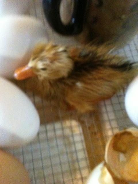 109371_baby_ducky_one.jpg