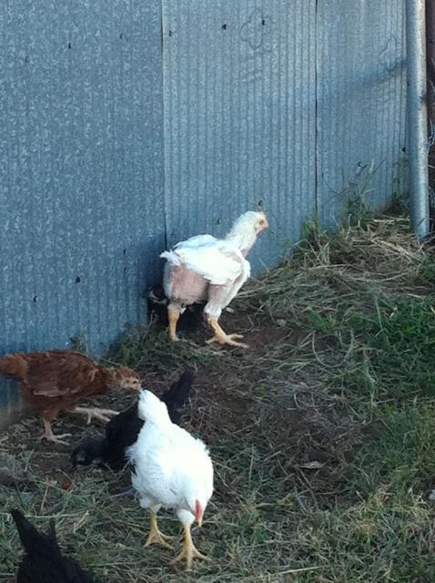 109406_sickchickrump.jpg