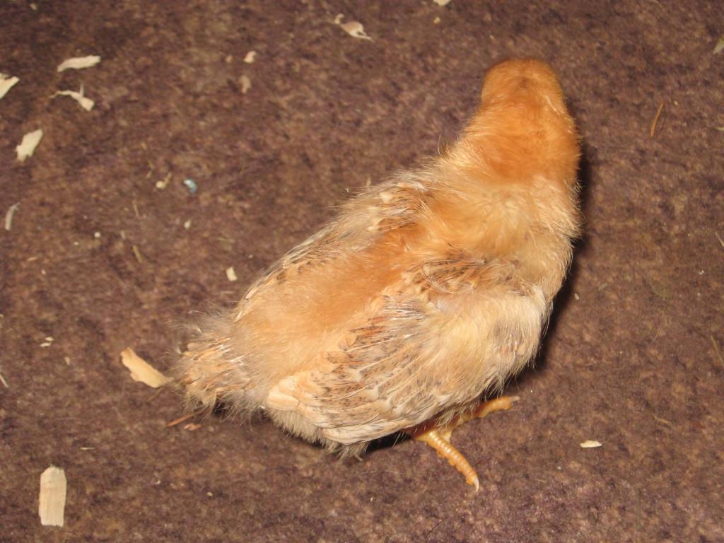 109420_chicken_010.jpg