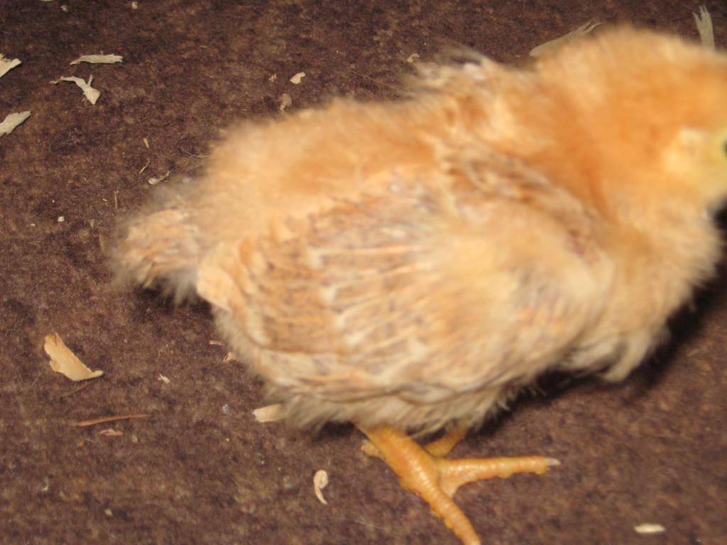 109420_chicken_011.jpg