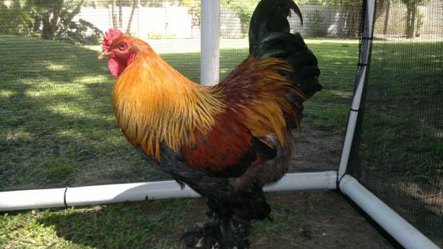 109423_12102011526.jpg