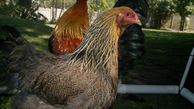 109423_12102011527.jpg