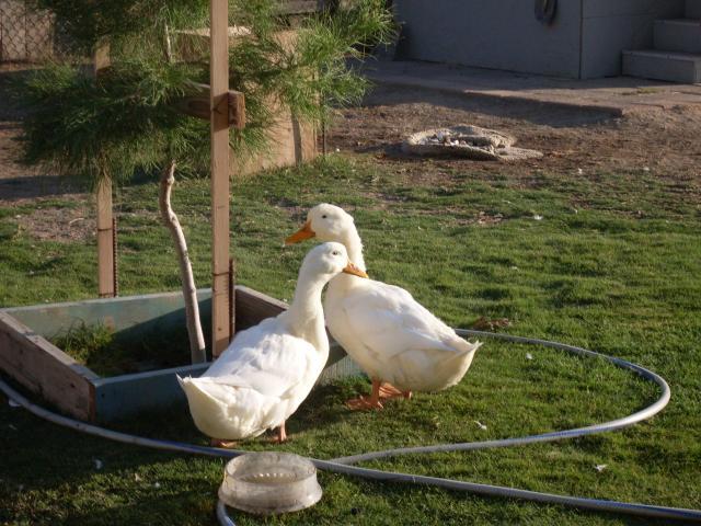 109469_sdc10320.jpg