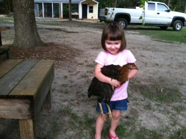 109472_bug_with_a_hen.jpg