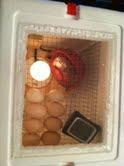 109472_homemade_incubator_2.jpg