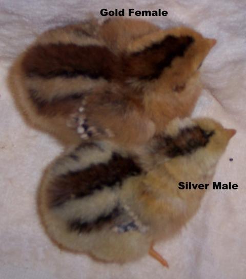 109472_red_sexlink_gold_vs_silver.jpg
