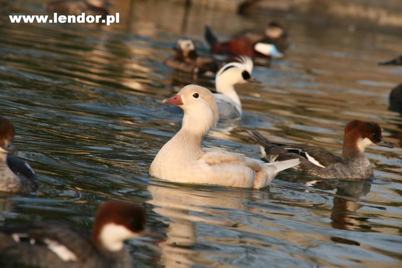 109597_aix_galericulata6.jpg