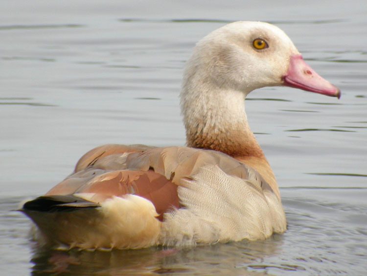 109597_egyptian20goose20swanton20morley2024-jun-0720a120l.jpg