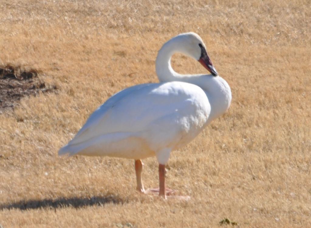 109597_swan_2.jpg