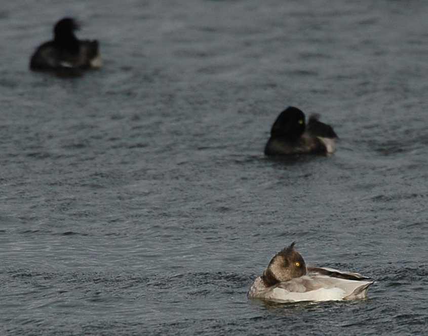 109597_tufted20duck20aythya20fuligula20leucistic20male202409200720rotterdam.jpg