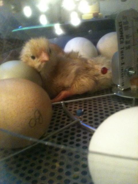 109849_chick.jpg