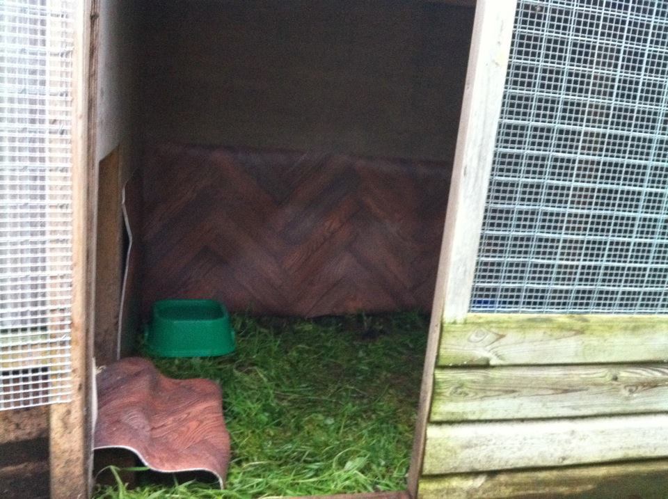 110085_inside_duck_house.jpg