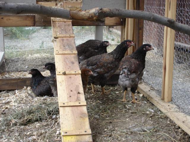 110319_chickens.jpg