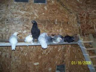 1103_my_new_hens.jpg