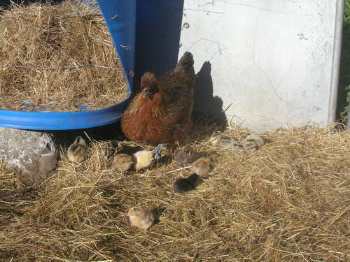 110410_baby_chicks_and_roosters_001.jpg