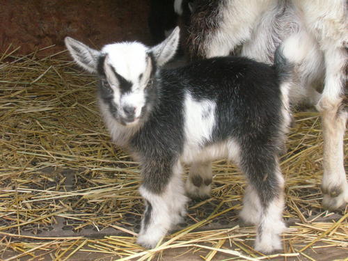 110410_baby_goats_028.jpg