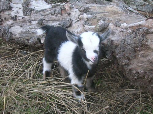 110410_baby_goats_042.jpg