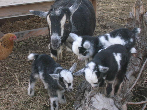 110410_baby_goats_054.jpg