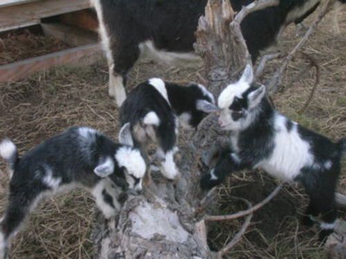 110410_baby_goats_059.jpg