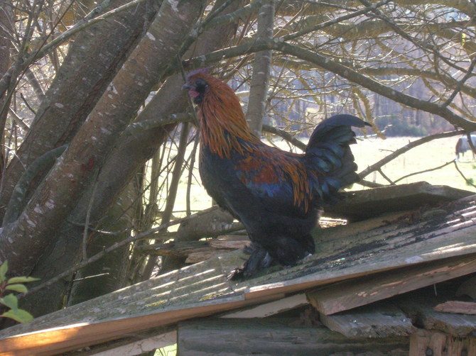 110410_chickens_and_goats_018.jpg