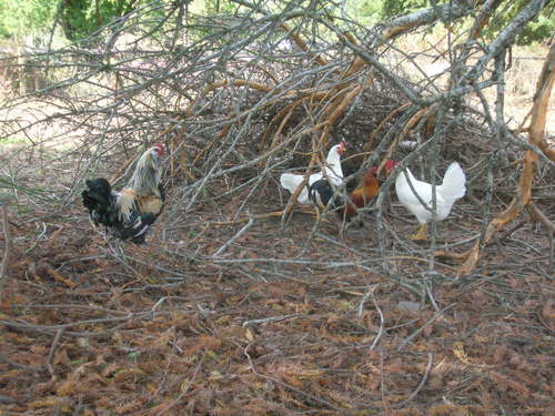 110410_chickens_in_the_wood.jpg