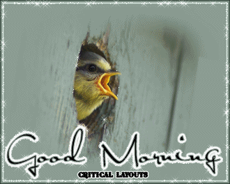11044_good-morning-bird-bc.gif