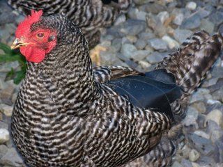 11050_chicken_saddles_09-09-08_001.jpg
