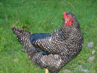 11050_chicken_saddles_09-09-08_005.jpg