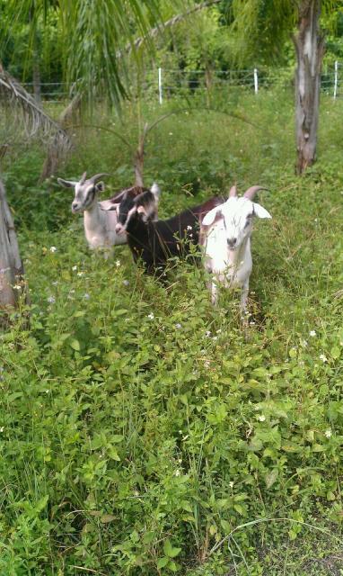 110514_092011_my_goats.jpg