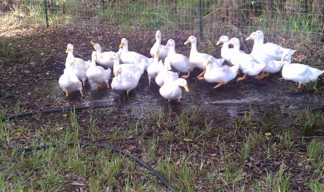 110514_my_pekins_are_taking_a_mud_bath.jpg