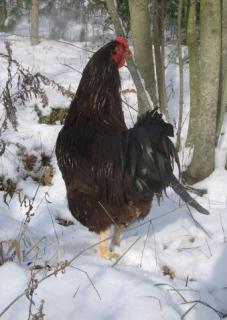 11053_chicken.jpg