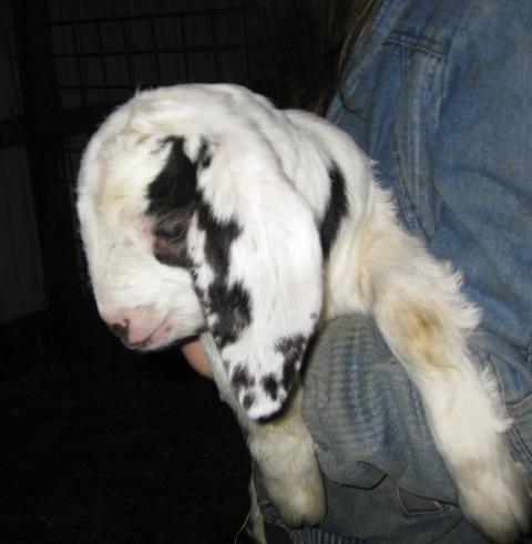 11053_goat2.jpg