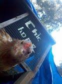 110549_popcorn-looking-down-at-me.jpg