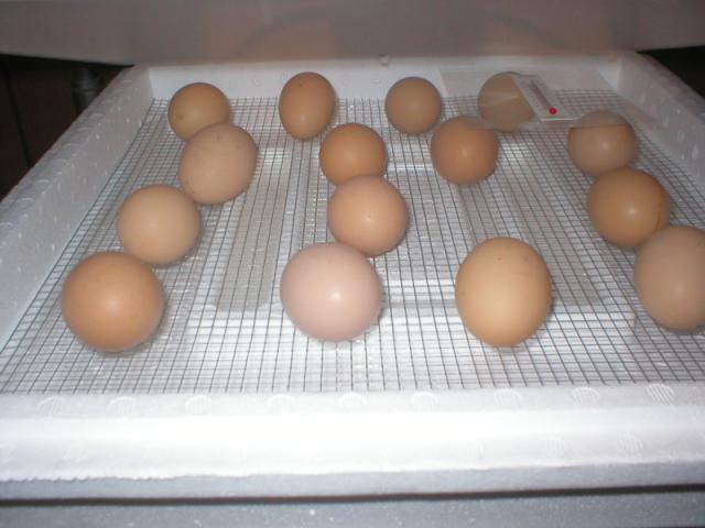 11063_eggs.jpg
