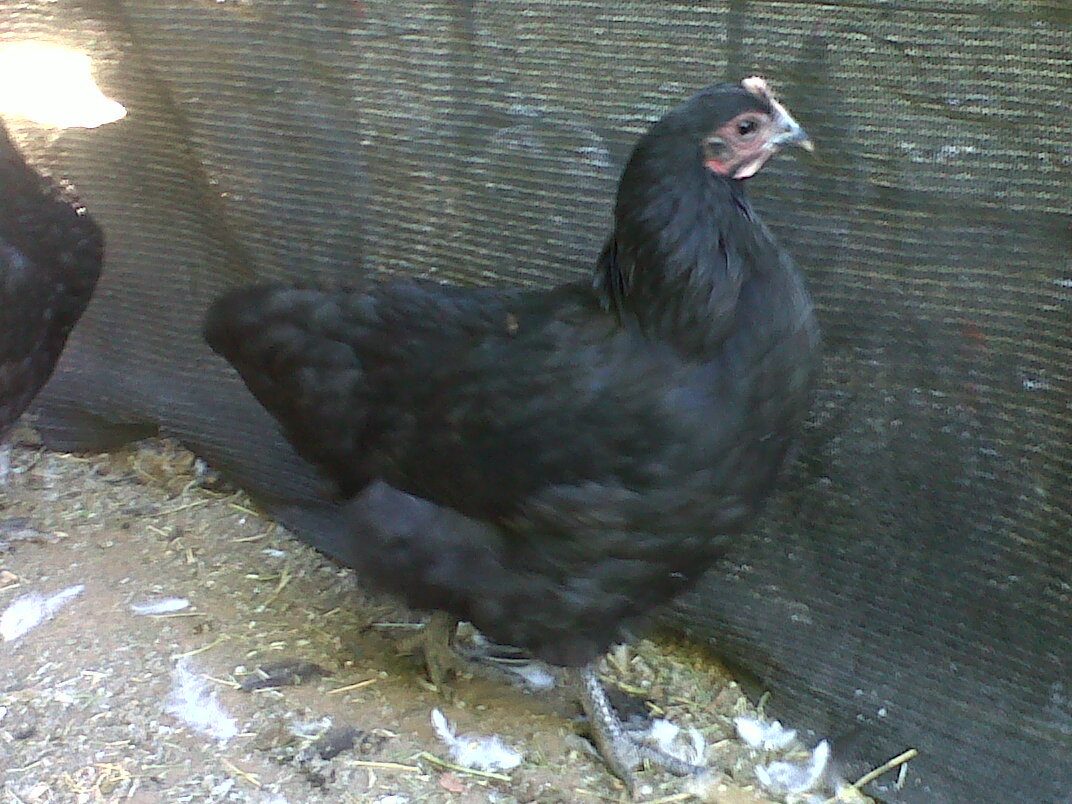 110645_milo.jpg