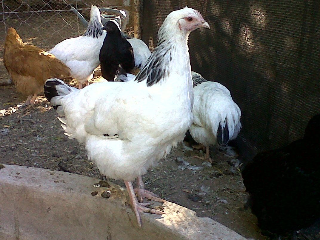 110645_stevi.jpg